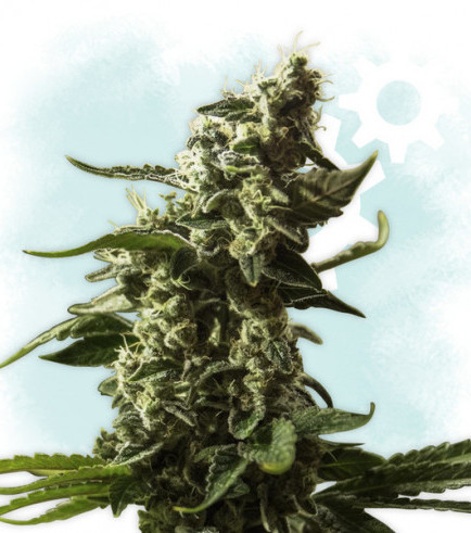 www.cannaconnection.com
