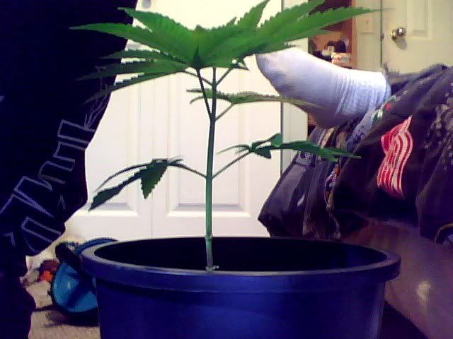 Snapshot_20101212.jpg