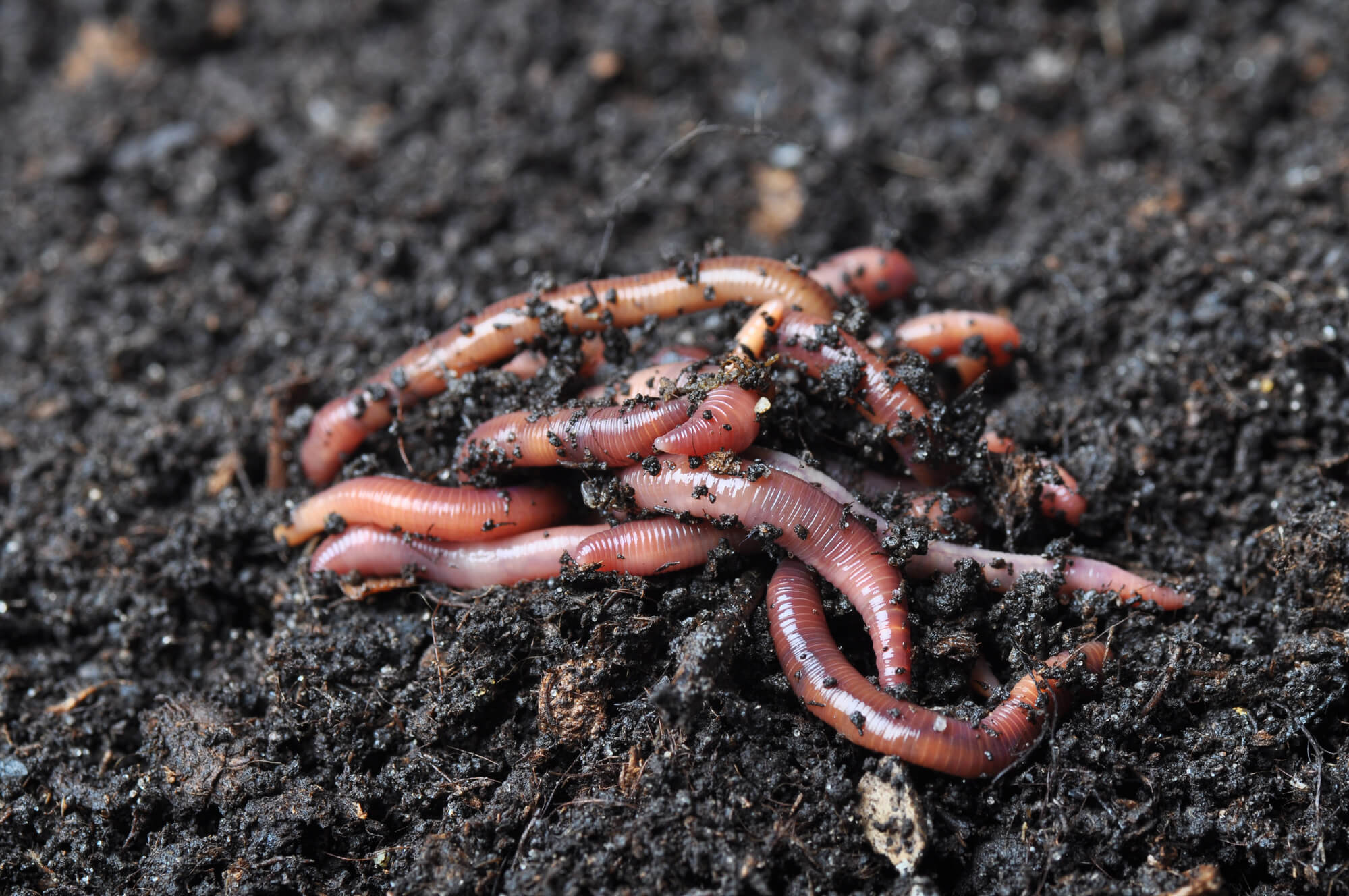 worm-castings.jpg