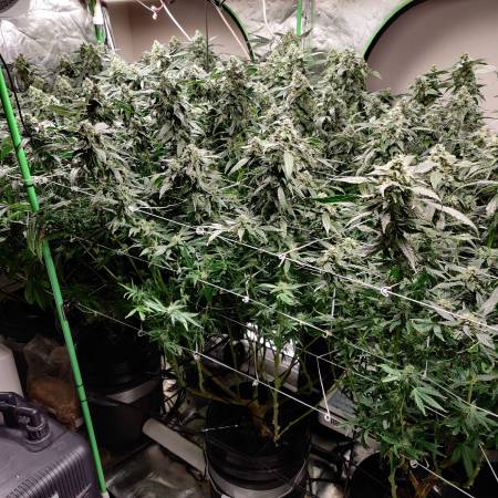 growdiaries.com