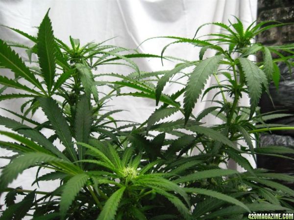 BB_CC_Grow_Update_Sep_13_37_.jpg