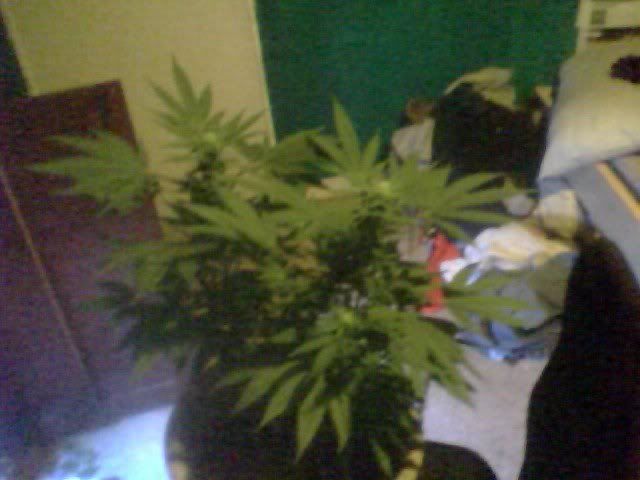 cronixia1daysflower.jpg