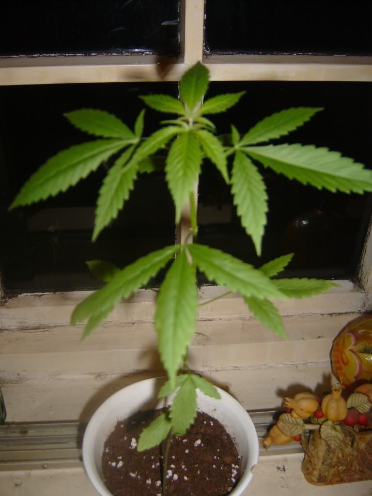 WindowHomegrown004.jpg