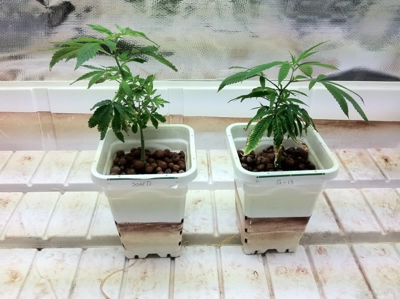grow107.jpg