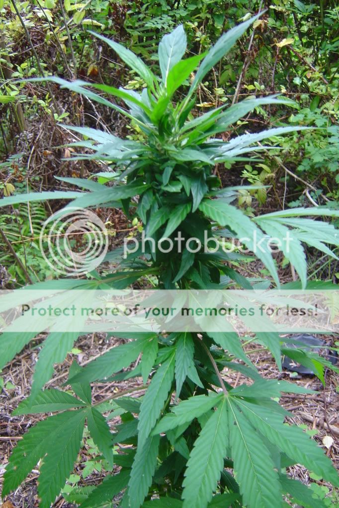 secondherbal003.jpg