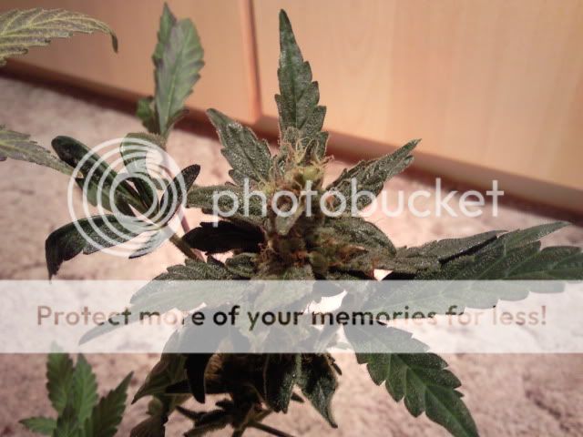 SNC_101003_123500.jpg