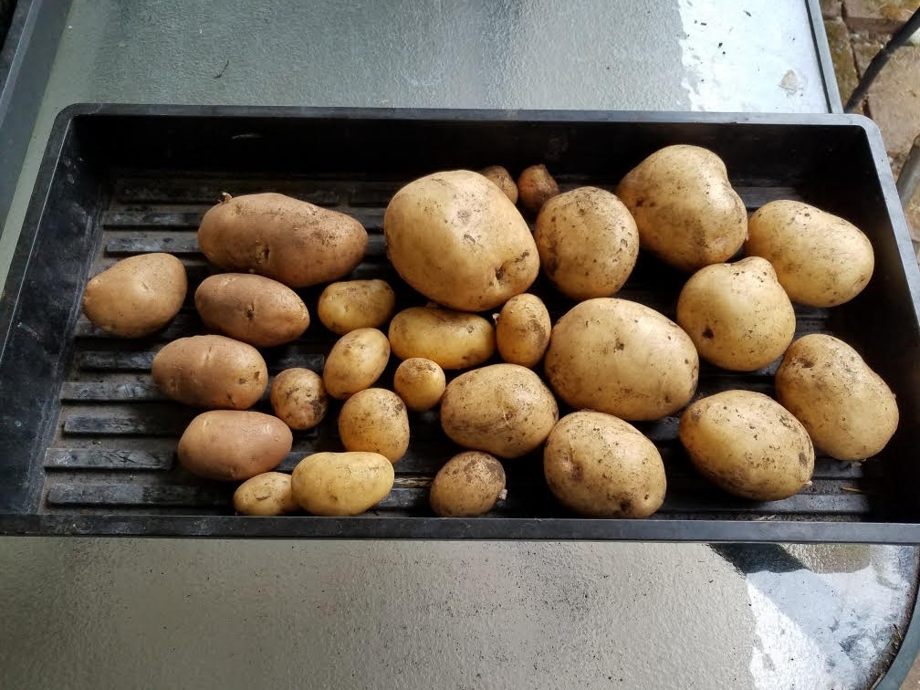 77potatoes.jpg
