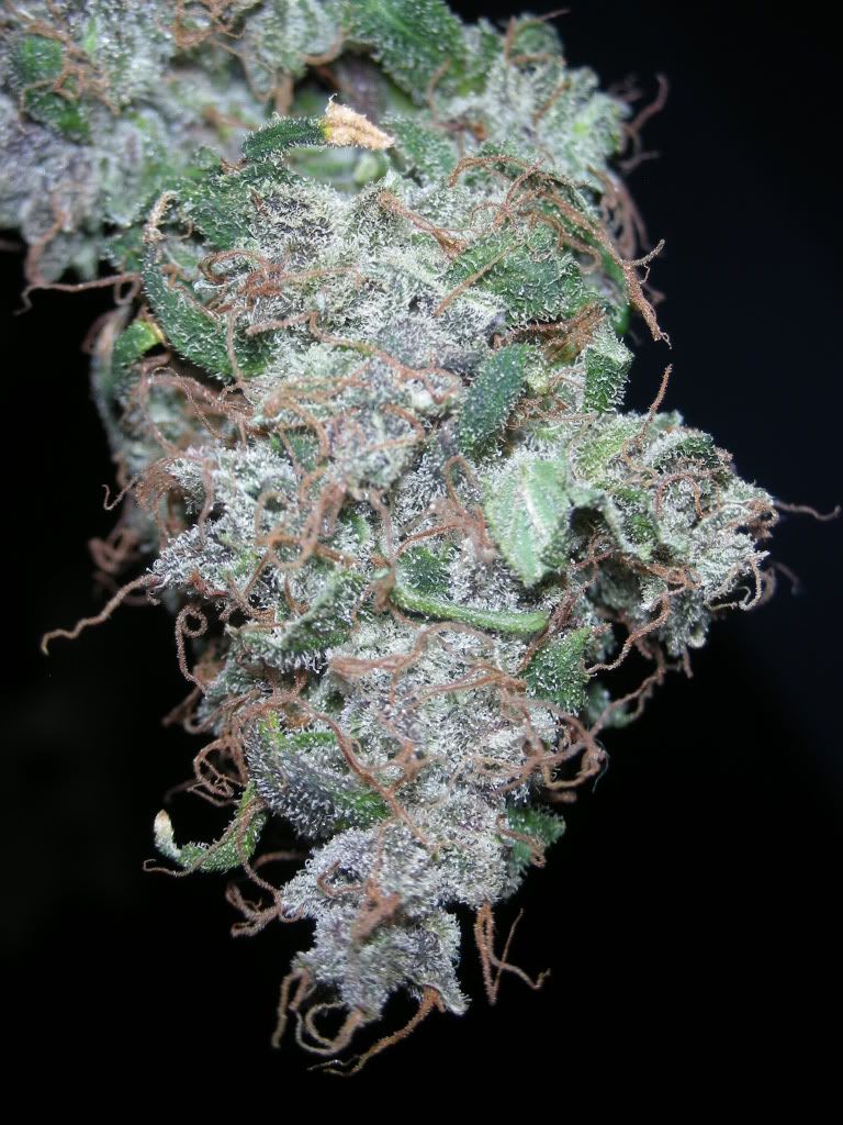 DSCN4066.jpg