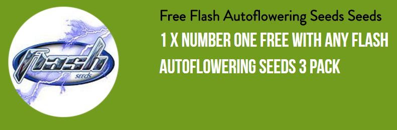 Flash Seeds Number One Promo.png