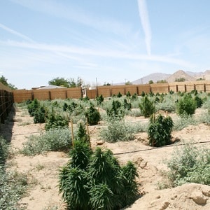 growing-marijuana-in-the-desert.jpg
