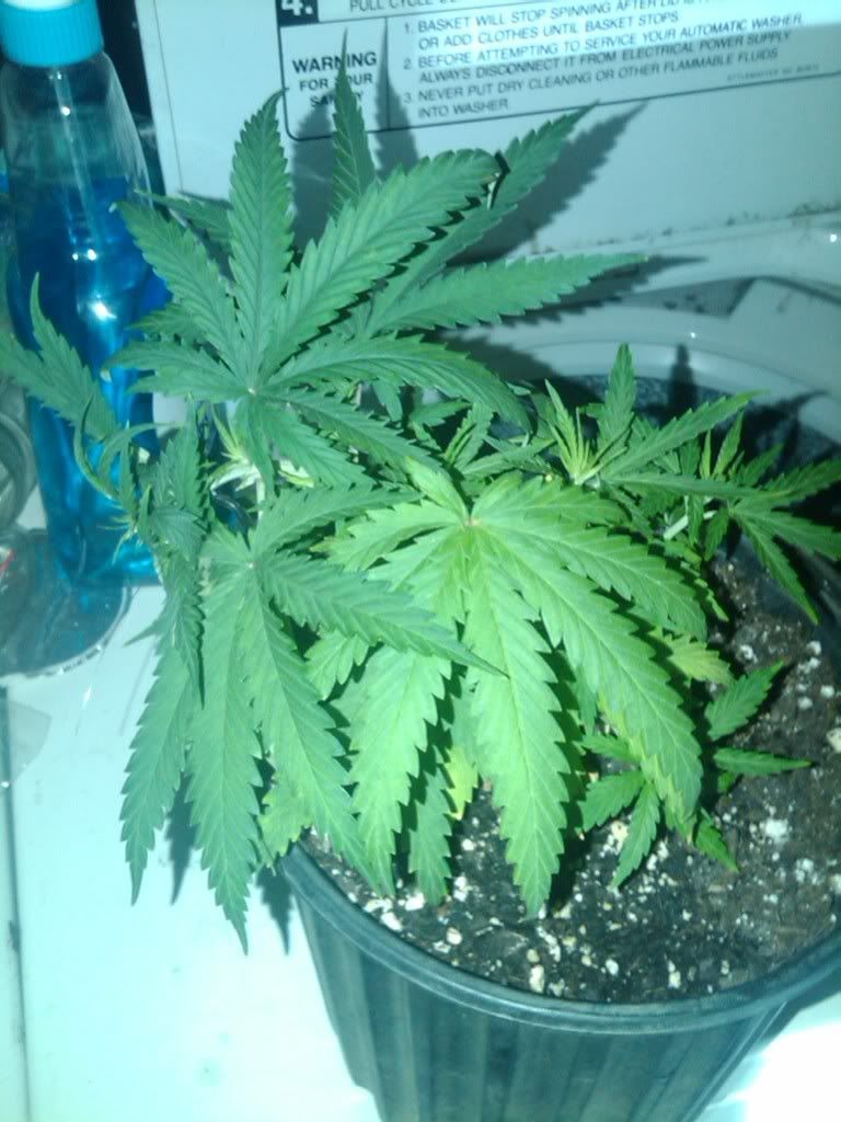 IMG00377-20110622-19061.jpg