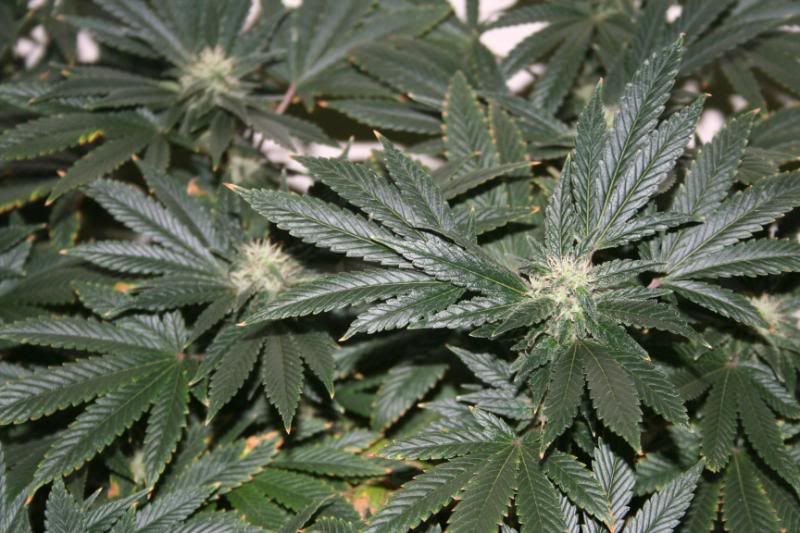 Day44Flowering007.jpg