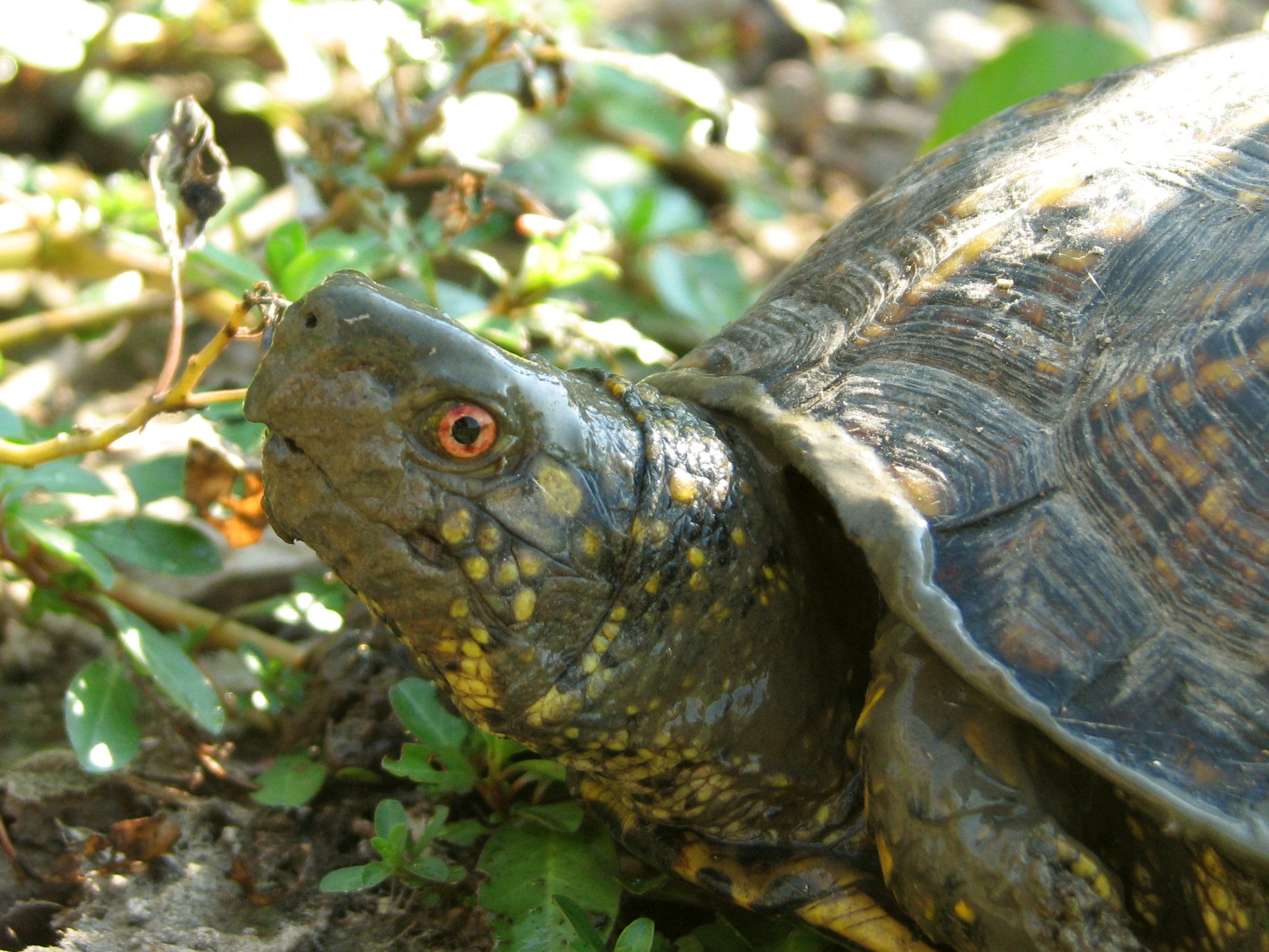 surprised-turtle.jpg