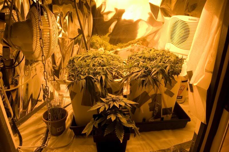 plants1.jpg