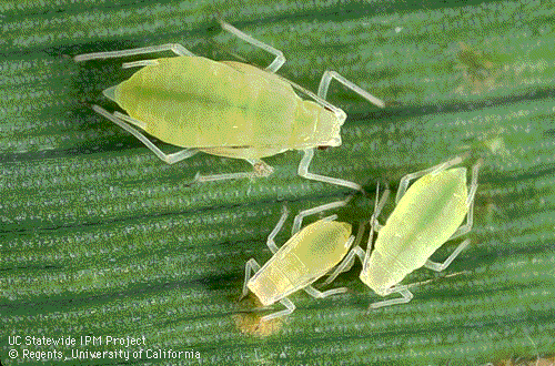 aphids.gif