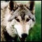 WolfHound_60.jpg