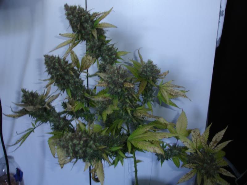 SCxNLPlant1001.jpg