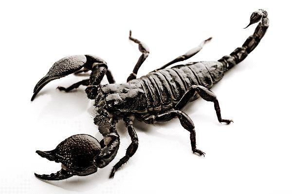 Shining_Black_Scorpion_600.jpg