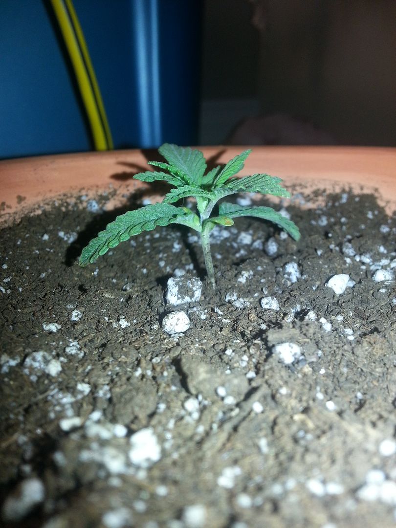 plant12.jpg