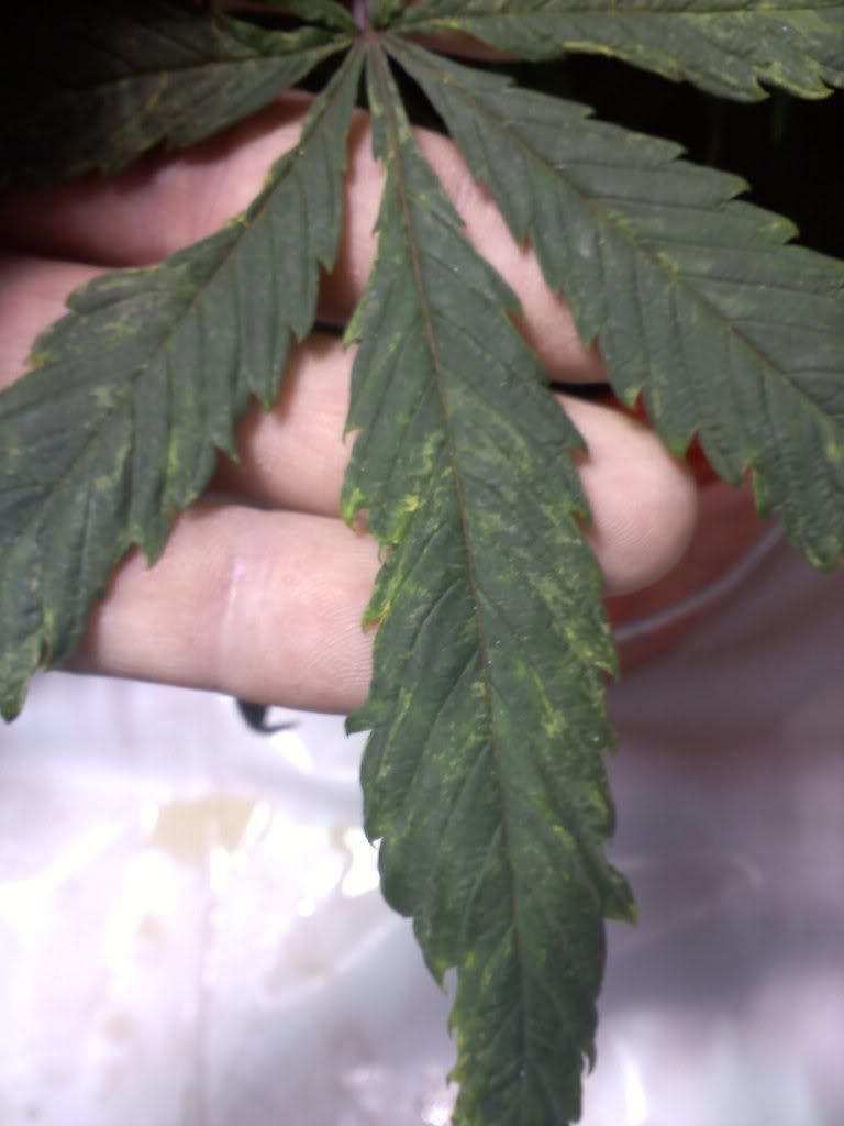 20110405184509.jpg