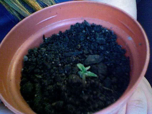 Photo155.jpg
