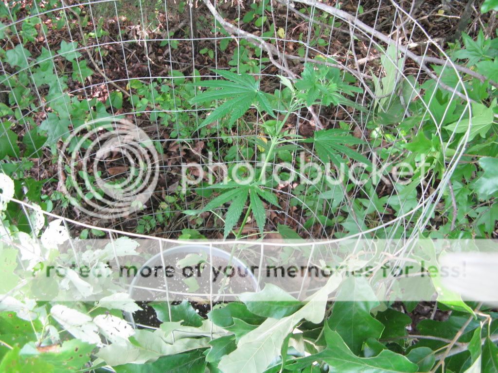 IMG_0838.jpg