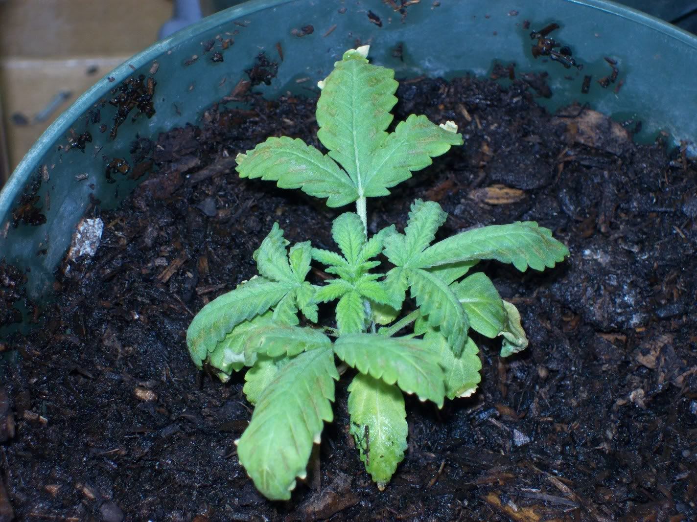 growproblems011.jpg