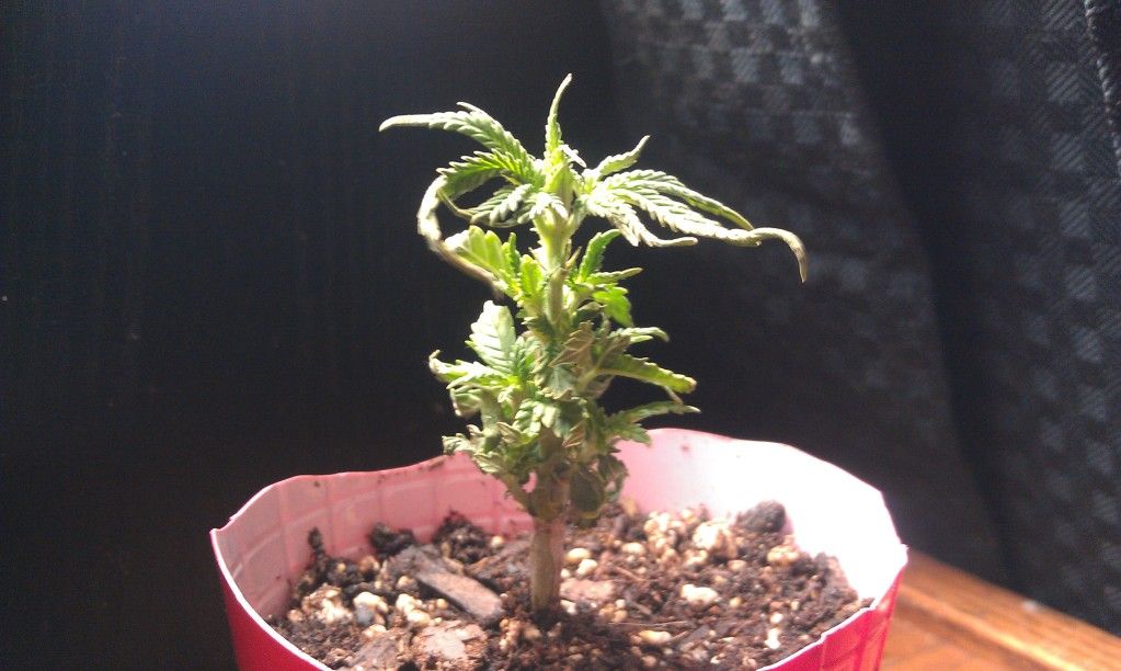 IMAG0113-1.jpg