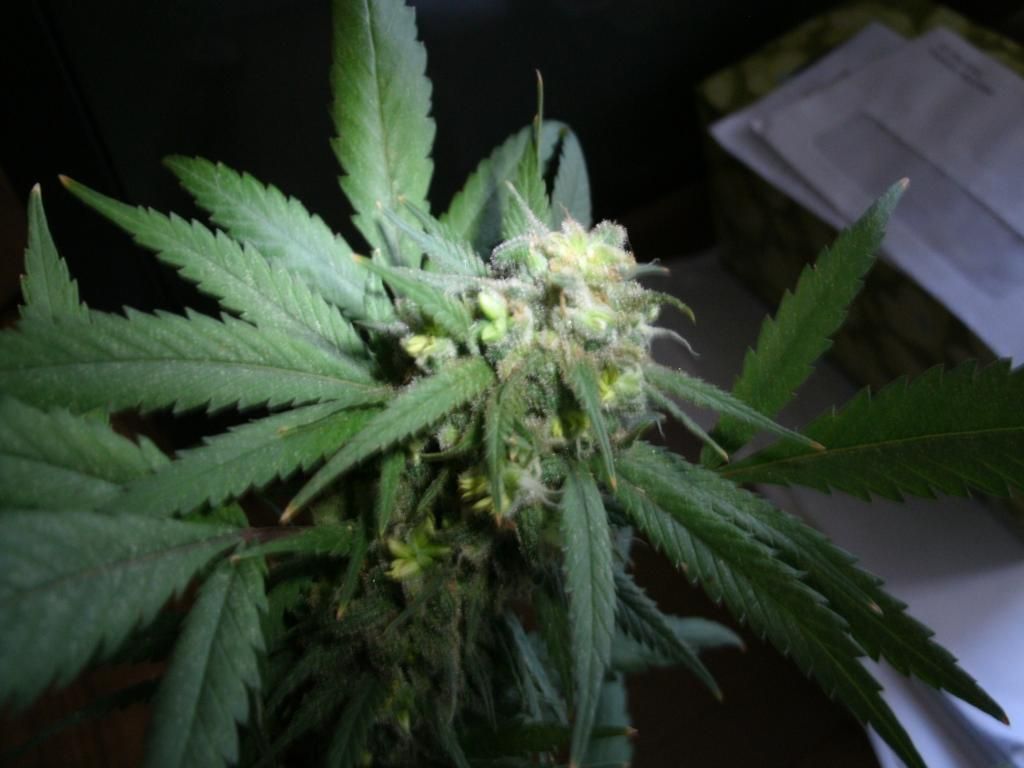 GEDC0764_zpsba4ab9e0.jpg