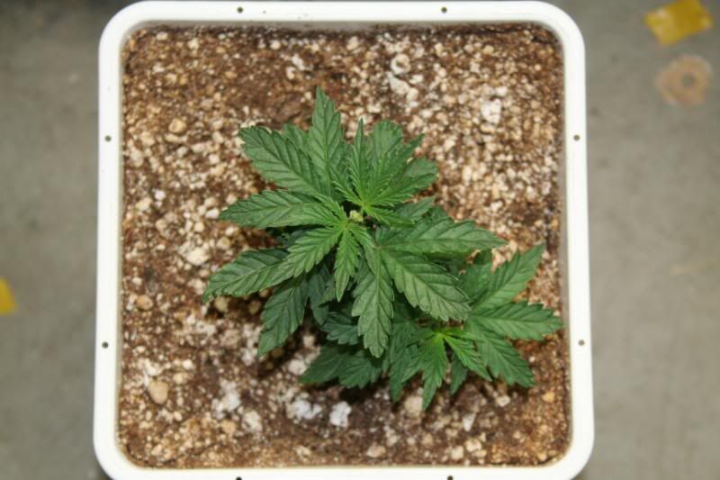 SeedlingsandClones006.jpg