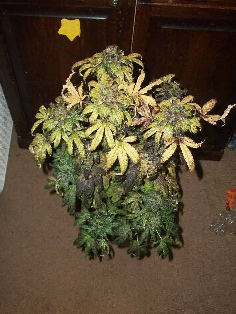 11-21-11035.jpg