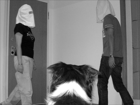 _49613367_dog_experiment.jpg