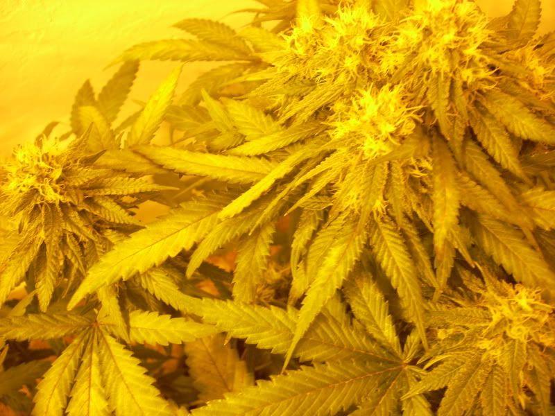 plantpics008.jpg