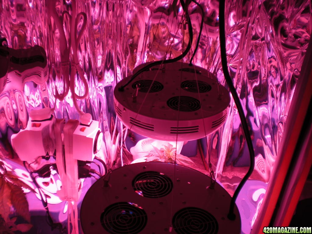 Newlights_15.JPG