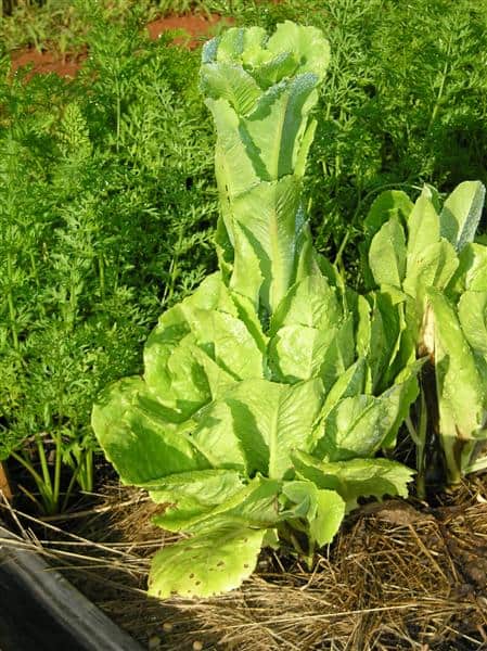 lettuce-bolting-Medium.jpg