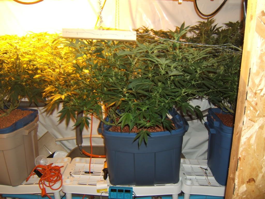 FlowerDay14pro.jpg