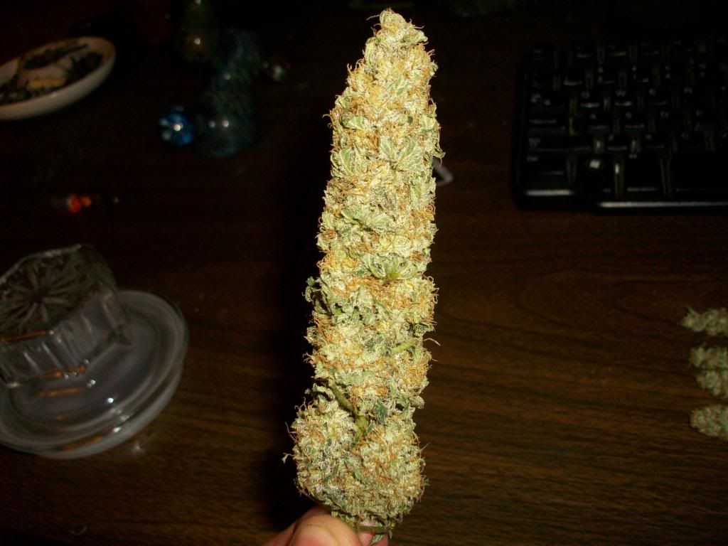 Harvest4Dry1.jpg