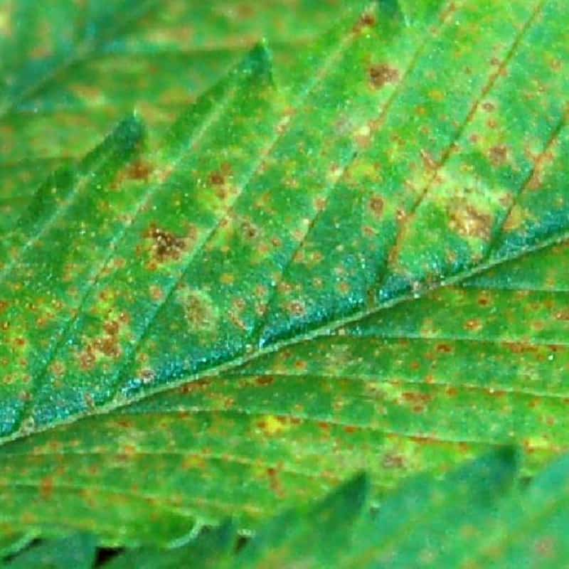 Calcium Deficiency Cannabis