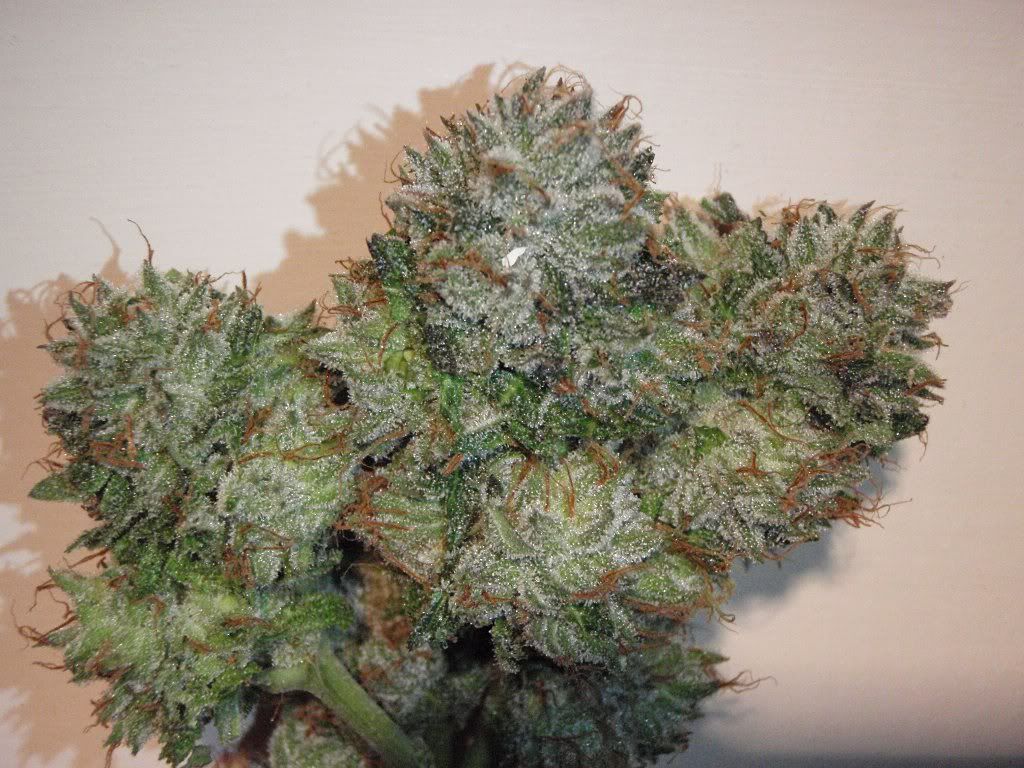 bubbakush-3.jpg