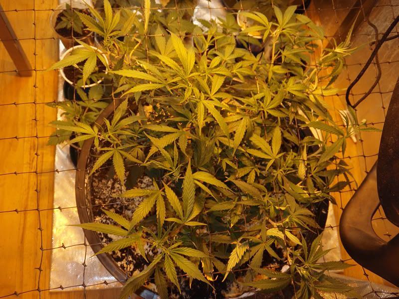 veg14-2.jpg
