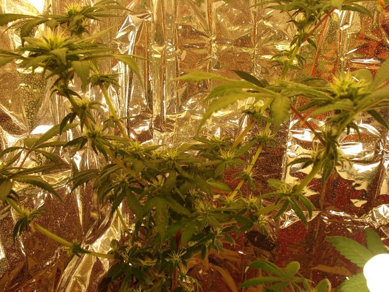 chron011.jpg