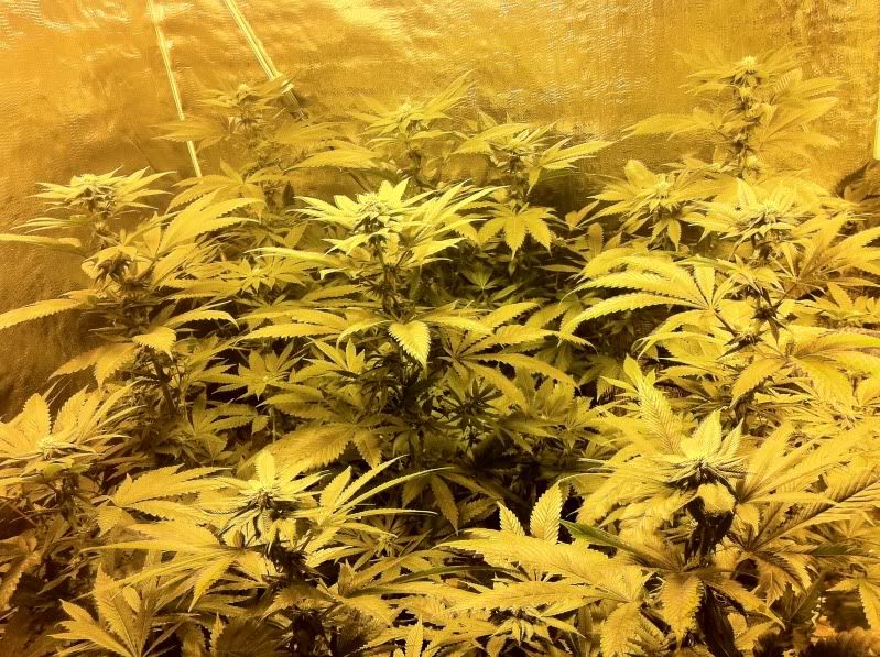 grow045.jpg