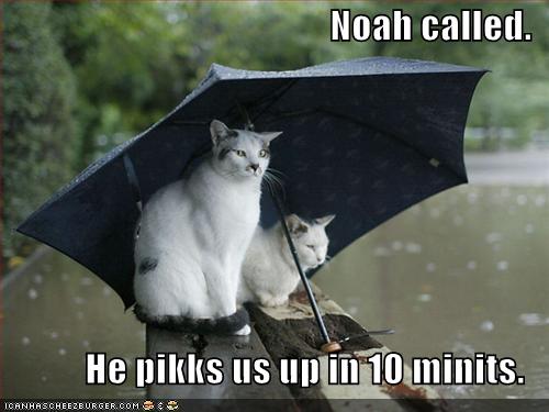 1062838009-funny-pictures-cats-umbrella-rain-flood.jpg