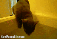 runningcat.gif