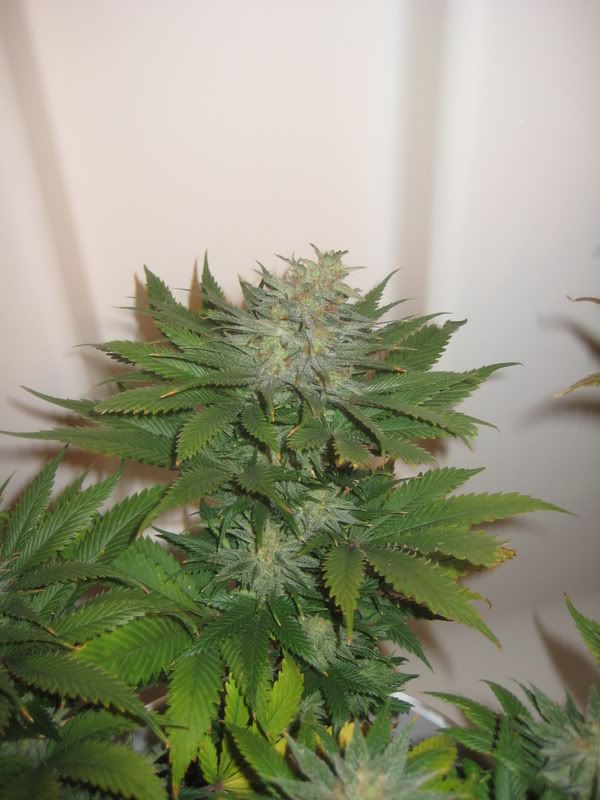 plants218.jpg