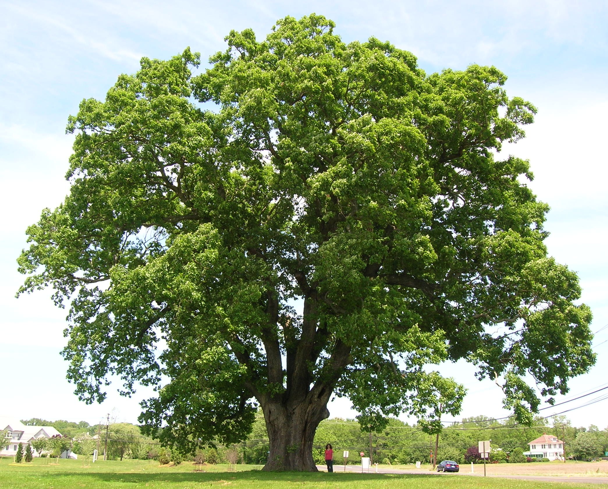 Keeler_Oak_Tree_-_distance_photo,_May_2013.jpg