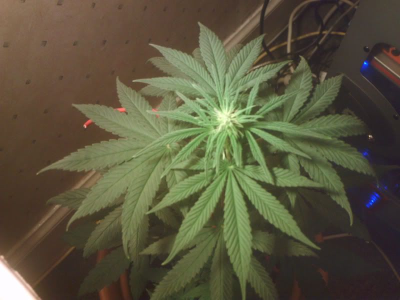 13julplant2head800.jpg