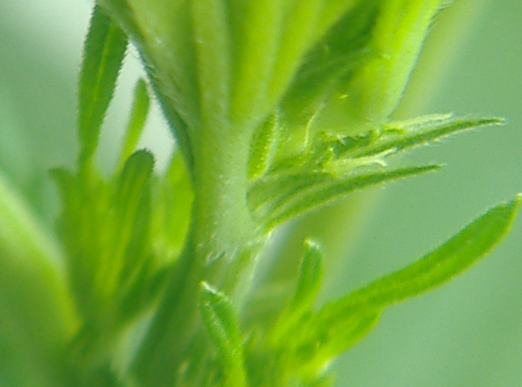 bud035copy.png