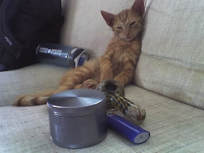 cat.jpg