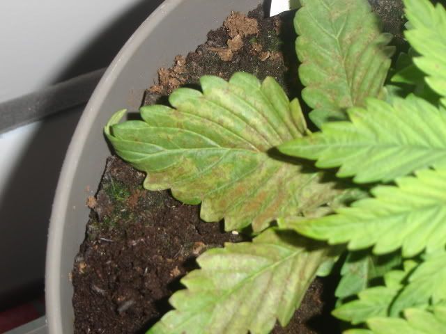 DSC08622.jpg